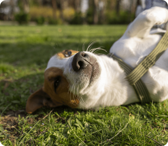 view-cute-dog-enjoying-time-nature-park